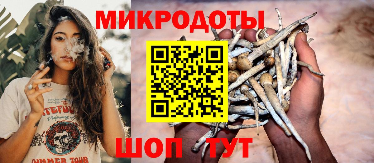 Псилоцибиновые грибы Psilocybe Тихвин